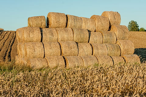 Landschaft, Ausbeuten, Himmel, Natur, Feld, Dorf, Wolken, sich ausruhen, Entspannung, Polen, Sammlungen, Ferienhäuser-Ferienwohnungen, Mais, Roggen, Landwirtschaft, Ernte, Weizen, der Anbau von, sonnig, Felder, Heu, Land, ländliche Szene, Pflanze, Ballen, Bauernhof, keine Leute, Gras, Umgebung, klarer Himmel, braun, Tag, Schönheit in der Natur, Wachstum, ruhige Szene, draußen, natürlicher Zustand, 4K, CC0, gemeinfrei, lizenzfrei