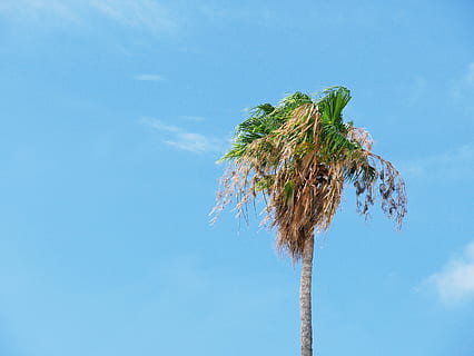 arbre de coco verd, cel, blau, planta, naturalesa, cap gent, còpia espai, creixement, escombra, dia, a l'aire lliure, arbre, vista d’angle baix, frescor, color verd, neteja, alimentació saludable, núvol - cel, sol objecte, vegetals, tija de la planta, jardineria, fons blau, netejar, 4K, CC0, domini públic, lliure de regalies