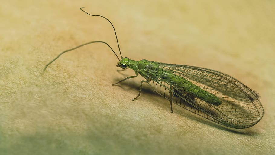 neuroptera, error, insecte, verd, macro, primer pla, temes d'animals, animal, invertebrat, un animal, fauna animal, animals a la natura, color verd, cap gent, Llagosta, enfocament selectiu, naturalesa, antena animal, part del cos dels animals, centrar-se en primer pla, dia, a l'interior, zoologia, 2K