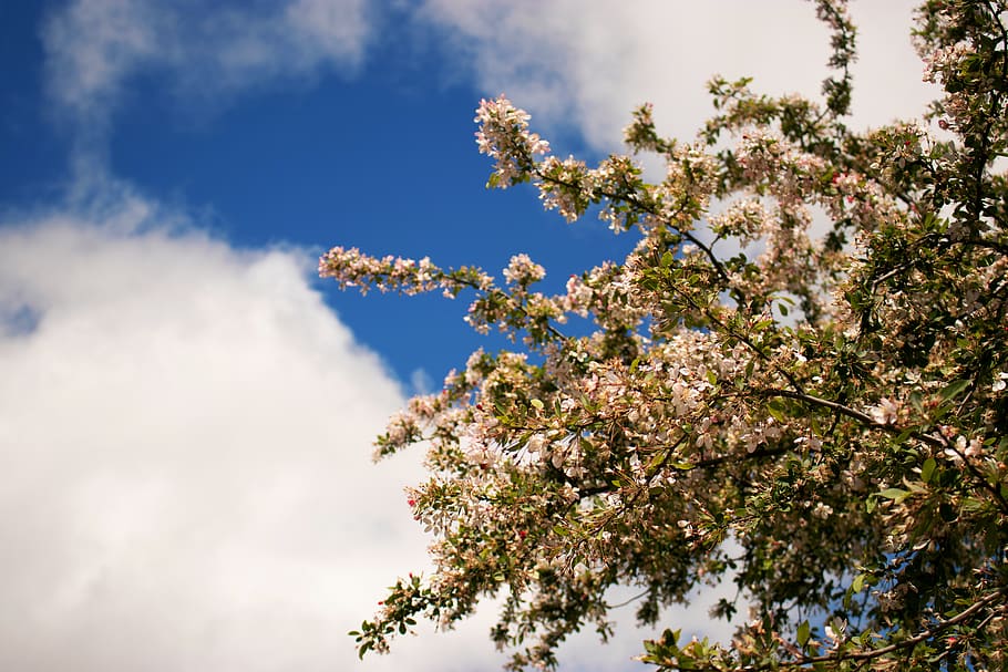 jardins corbett, planta, arbre, creixement, cel, bellesa a la natura, vista d’angle baix, flor, branca, fragilitat, primavera, planta amb flors, núvol - cel, frescor, dia, cap gent, naturalesa, vulnerabilitat, flor de cirerer, tranquil·litat, a l'aire lliure, cirerer, 4K