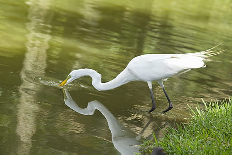 beure ocells blancs, animal, ocell, aus aquàtiques, ardeidae, garza, egret, cigonya, grulla d'ocell, bec, planta, flor, margarides, margarida, peix, truita, aquàtics, aigua, anthus, pelicà, temes d'animals, animals a la natura, fauna animal, vertebrats, un animal, llac, gran egreta, Color blanc, dia, cap gent, naturalesa, vista lateral, cacera, a l'aire lliure, bellesa a la natura, coll d'animals, 5K, CC0, domini públic, lliure de regalies