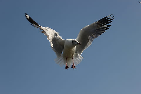 fliegen, Möwe, fliegend, die Flügel ausbreiten, Tierwelt, Tierthemen, Tier, Wirbeltier, Tiere in freier Wildbahn, Vogel, Flachwinkelansicht, ein Tier, Himmel, klarer Himmel, Bewegung, in der Luft, Blau, Tag, keine Leute, Natur, weiße Farbe, draußen, Tierflügel, flattern, 2K, CC0, gemeinfrei, lizenzfrei