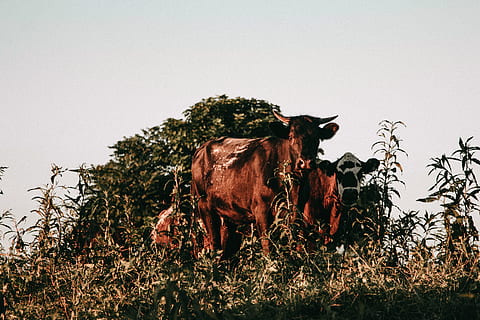 sapi coklat, mamalia, hewan, tema binatang, binatang lokal, lokal, ternak, menanam, hewan peliharaan, langit, bertulang belakang, langit cerah, alam, tidak ada orang, satwa liar hewan, ternak domestik, bidang, sapi, satu binatang, menyalin ruang, herbivora, 5K, CC0, domain publik, bebas royalti