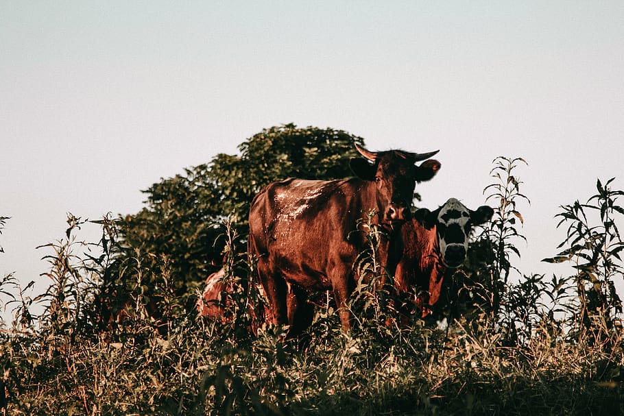 vaques marrons, mamífer, animal, temes d'animals, animals domèstics, nacional, bestiar, planta, mascotes, cel, vertebrats, ramat, cel clar, naturalesa, cap gent, fauna animal, bestiar domèstic, camp, vaca, un animal, còpia espai, herbívors, 5K