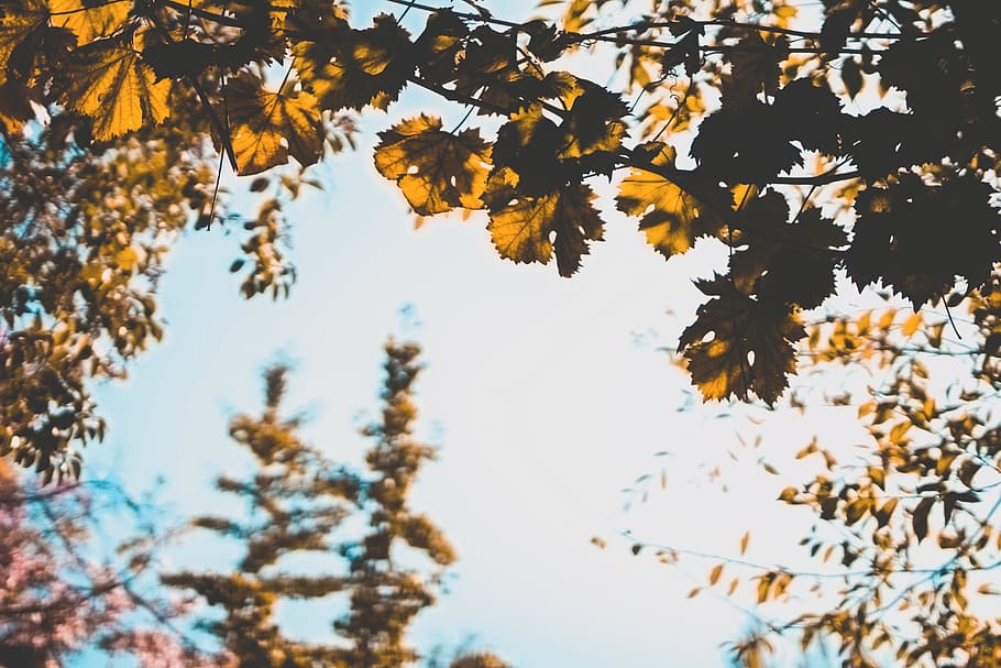 arbres marrons, arbre, santiago, xile, flor, flora, planta, parc, full, bokeh, naturalesa, cel, blau, retrat, ombra, aqua, focu, explorar, bonic, medi ambient, bellesa a la natura, vista d’angle baix, creixement, tardor, tranquil·litat, canvi, branca, cap gent, dia, part de la planta, a l'aire lliure, groc, cel clar, llum solar, escenics - natura, fulles, 5K