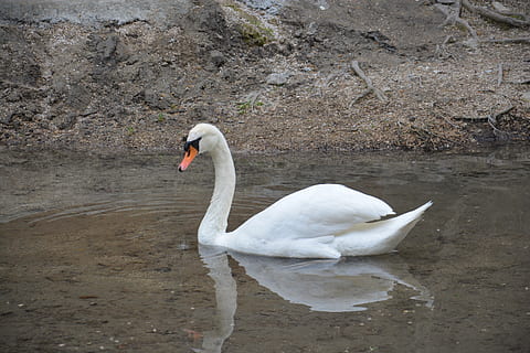Schwan, See, Reflexion, Tiere, Tiere in freier Wildbahn, Tierthemen, Vogel, Tierwelt, Tier, Wirbeltier, Wasser, ein Tier, Wasservogel, Schwimmen, weiße Farbe, Tag, Zoologie, Natur, Höckerschwan, keine Leute, Tierhals, Schnabel, auf dem Wasser schwimmen, Süßwasservogel, 5K, CC0, gemeinfrei, lizenzfrei
