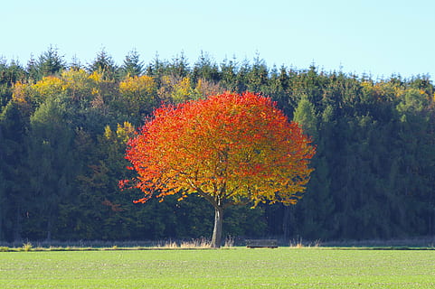 autmn, tree, plant, beauty in nature, change, autumn, growth, land, nature, tranquility, tranquil scene, orange color, field, grass, green color, day, sky, scenics - nature, no people, non-urban scene, yellow, outdoors, fall, 5K, CC0, public domain, royalty free