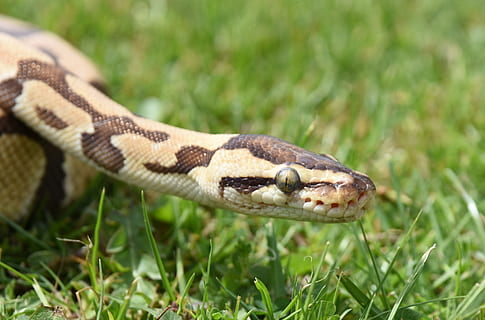 serp, python, rèptil, animal, temes d'animals, un animal, fauna animal, vertebrats, animals a la natura, primer pla, part del cos dels animals, herba, cap gent, naturalesa, planta, dia, cap d’animals, color verd, signe, comunicació, terra, a l'aire lliure, escala d’animals, llengua animal, verinós, vista del perfil, boca d’animals, ull d’animals, 4K, CC0, domini públic, lliure de regalies