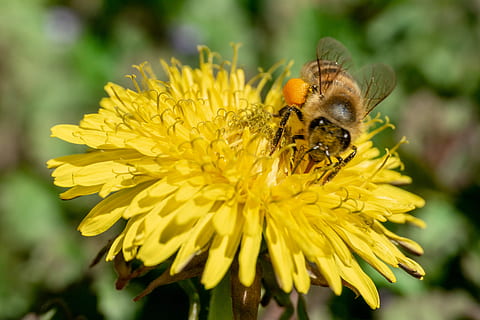 nettare, insetto, polline, fiorire, fioritura, natura, Ape, avvicinamento, giardino, dente di leone, giallo, primavera, giardino floreale, fiore, pianta fiorita, fragilità, temi animali, vulnerabilità, animale, petalo, fauna selvatica, un animale, invertebrato, bellezza nella natura, animali allo stato selvatico, freschezza, testa di fiore, pianta, crescita, impollinazione, nessuno, all'aperto, bombo, 4K, CC0, dominio pubblico, privo di copyright