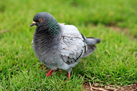 colom gris, animal, ocell, colom, Nova Zelanda, parc de Cornualla, Auckland, pica, gris, herba, temes d'animals, vertebrats, planta, un animal, fauna animal, animals a la natura, naturalesa, camp, color verd, terra, dia, cap gent, primer pla, centrar-se en primer pla, a l'aire lliure, 5K, CC0, domini públic, lliure de regalies