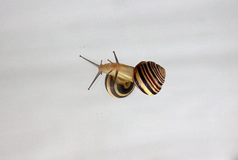lumaca, riflessione, conchiglia, specchio, il mio sabato, animale, temi animali, un animale, invertebrato, fauna selvatica, animali allo stato selvatico, avvicinamento, insetto, nessuno, copia spazio, girato in studio, mollusco, natura, in casa, parte del corpo animale, gasteropode, giorno, 2K, CC0, dominio pubblico, privo di copyright