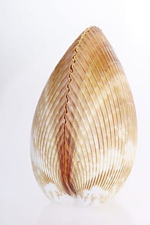 Knochen, Nahansicht, Küste, Herzmuschel, Muschel, Koralle, Kaurischnecke, Detail, leeren, Umgebung, exotisch, Fisch, isoliert, Leben, Marine, marinelife, maritim, Weichtier, natürlich, Natur, Ozean, Foto, pod, Meer, Strand, Schale, Schaltier, Schnecke, Spiral-, Sommer-, Strudel, Dorn, Reise, tropisch, , weißer Hintergrund, Studioaufnahme, Stillleben, drinnen, einzelnes Objekt, keine Leute, Muster, ausgeschnitten, Dekoration, Design, gestalten, Kunst und Handwerk, Fokus auf den Vordergrund, Kugel, glänzend, Kunst, Geometrische Figur, 2K, CC0, gemeinfrei, lizenzfrei