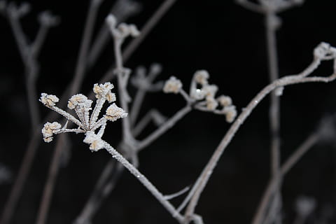 nærbillede foto, hvid, stilk, afdeling, tæt på, kold, flora, blomsterknopper, blomster, frost, plante, sne, vinter, fokus på forgrunden, blomst, kold temperatur, ingen mennesker, skrøbelighed, blomstrende plante, natur, selektiv fokusering, sårbarhed, is, skønhed i naturen, Frosset, snefnug, udendørs, blomstre, sort baggrund, 5K, CC0, offentligt domæne, royaltyfrie