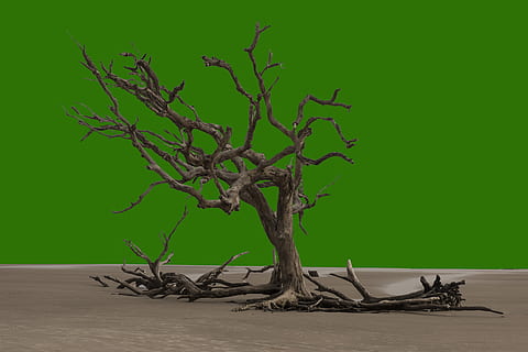 Baum, tot, trocken, alt, Dürre, Pflanze, Natur, Ast, Land, kahler Baum, keine Leute, Umgebung, tote Pflanze, draußen, Sand, Baumstamm, Wachstum, Wurzel, Studioaufnahme, grüne Farbe, Kofferraum, Schatten, Landschaft, Schönheit in der Natur, Treibholz, 5K, CC0, gemeinfrei, lizenzfrei
