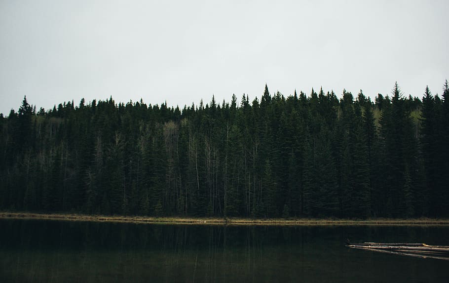 Reflexion, Wald, Baum, Teich, See, Landschaft, Stimmung, draussen, Wanderung, Camping, Wasser, Pflanze, Schönheit in der Natur, ruhige Szene, Ruhe, Szenen - Natur, Natur, Land, Himmel, keine Leute, Nicht-städtische Szene, Kiefer, Nadelbaum, Tag, Wachstum, draußen, Kiefernwald, 4K