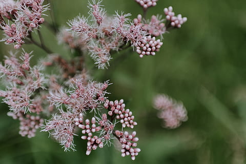 Förenta staterna, kabel-, små, mycket liten, kronblad, vit, stripig, blommig, vild, tät, mjuk, feathery, blomma, knopp, rosa, grön, klunga, tillväxt, växt, blommande växt, skönhet i naturen, sårbarhet, bräcklighet, närbild, friskhet, fokusera på förgrunden, dag, natur, inget folk, rosa färg, selektiv fokusering, blomhuvud, blomställning, utomhus, grön färg, 2K, CC0, offentligt domän, royaltyfria