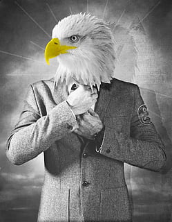 Falke, Adler, Mensch, Pose, Mann, Büro, Job, Vogel, Wirbeltier, ein Tier, eine Person, Taille hoch, Tierwelt, Vorderansicht, Raubvogel, Tiere in freier Wildbahn, Männer, Tag, Stehen, echte Menschen, Kleidung, Tierkörperteil, Jacke, nicht erkennbare Person, 1080P, CC0, gemeinfrei, lizenzfrei