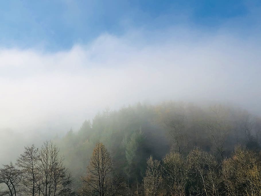 boira, arbre, bosc, cel, Alemanya, al matí, bosc Negre, schwarzwald, planta, bellesa a la natura, tranquil·litat, escena tranquil·la, escenics - natura, creixement, dia, naturalesa, cap gent, núvol - cel, medi ambient, escena no urbana, idíl·lic, terra, a l'aire lliure, nebulós, arbre de coníferes, 2K