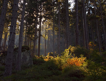 zielony las, las, wegetacja, drzewo, wylądować, flora, na dworze, Natura, roślina, Polska, karłów, drzewo iglaste, brzozowy, gaj, krzak, trawa, żwir, droga polna, Droga, dąb, sceneria, wzrost, piękno natury, spokój, lesisty teren, spokojna scena, pnia drzewa, scenics - natura, bagażnik samochodowy, dzień, scena pozamiejska, jesień, zmiana, zielony kolor, światło słoneczne, żadnych ludzi, 4K, CC0, domena publiczna, darmowe zdjęcia