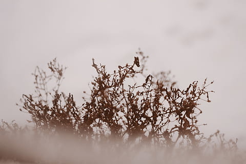 brown leaf, nature, outdoors, animal, bird, flying, fog, weather, anthus, mammal, bee eater, mist, light, flare, plant, grass, agelaius, blackbird, snow, accipiter, seagull, growth, tranquility, beauty in nature, no people, selective focus, sky, day, close-up, focus on foreground, cold temperature, field, winter, land, vulnerability, fragility, dry, 5K, CC0, public domain, royalty free