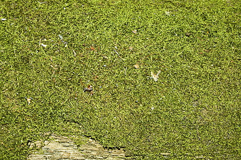 con2011, kulisse, baggrund, grøn farve, plante, græs, høj vinkel visning, Mark, natur, jord, ingen mennesker, dag, vækst, fuld ramme, dyr, dyre temaer, skønhed i naturen, dyreliv, udendørs, dyr i naturen, sollys, baggrunde, et dyr, 4K, CC0, offentligt domæne, royaltyfrie