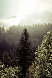 borovice, západ slunce, strom, jehličnatý strom, okres schwende, Seealpsee, švýcarsko, abies, jedle, flóra, rostlina, les, Příroda, venku, krajina, vrstev, smrk, přistát, vegetace, mlha, mrak, krása v přírodě, scenics - příroda, klid, klidné scény, růst, mimoměstské scény, nikdo, den, hora, životní prostředí, nebe, idylický, jehličnatého stromu, 5K, CC0, veřejná doména, bez autorských práv