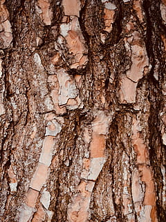 maron copac coaja, cadru complet, trunchi de copac, fundaluri, trompă, texturată, plante scoarță, copac, a închide, nici o persoana, model, maro, plantă, stare brută, latra, lemn - material, natură, creştere, în aer liber, erodate, extreme close-up, texturat efect, starea naturala, 5K, CC0, domeniu public, fără drepturi de autor