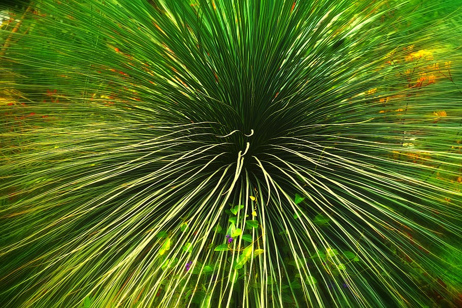 verd, lineal, plantes de fulles, brillant, fresc, jardí, fulles verdes, fulles, a l'aire lliure, planta, fons de pantalla, color verd, marc complet, fons, cap gent, naturalesa, creixement, bellesa a la natura, il·luminat, moviment, patró, vista d’angle baix, primer pla, full, part de la planta, arbre, multicolor, llum - fenomen natural, resum, 5K