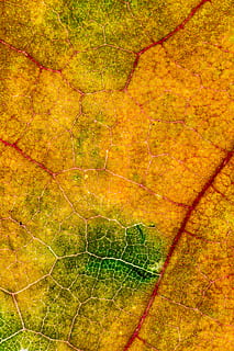 micro autunno, micro, macro, trama macro, vita, autunno, natura, trama gialla, foglia, trama delle foglie, struttura, sfondi, fotogramma intero, modello, strutturato, nessuno, parte vegetale, pianta, vena fogliare, avvicinamento, colore arancione, colore verde, albero, all'aperto, giorno, modello naturale, Marrone, pavimentazione, vecchio, astratto, effetto strutturato, 5K, CC0, dominio pubblico, privo di copyright
