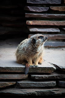 maro, rosti, suprafata pietrei, animal, animale sălbatice, mamifer, pasăre, animale, sălbatic, ședință, natură, Meerkats, față, portret, in cautarea, şobolan, rozător, meerkat, castor, Vidra, grădină zoologică, animale tematice, un animal, lemn - material, scară, nici o persoana, animale în sălbăticie, animale vertebrate, zi, a închide, lungime totală, în aer liber, să se concentreze asupra primelor elemente, arhitectură, vedere în unghi mare, mustăţi, 5K, CC0, domeniu public, fără drepturi de autor