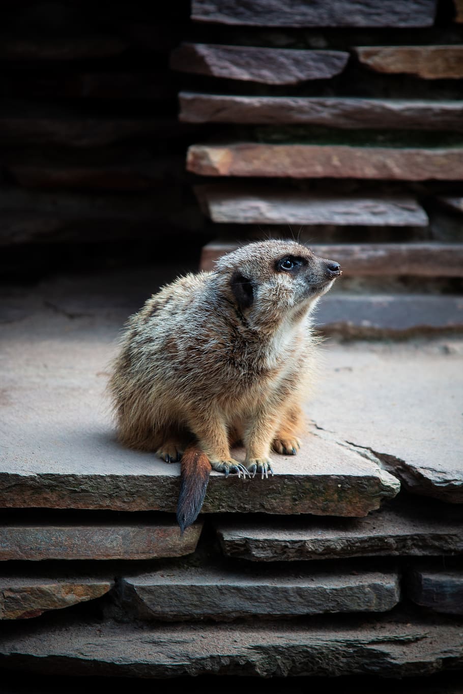 Brun, fremsige, sten surfac e, dyr, dyreliv, pattedyr, fugl, vild, vilde liv, sidder, naturr, natur, surikater, ansigt, portræt, leder, rotte, gnaver, meerkat, bæver, Odder, Zoo, dyre temaer, et dyr, træ - materiale, trappe, ingen mennesker, dyr i naturen, hvirveldyr, dag, tæt på, fuld længde, udendørs, fokus på forgrunden, arkitektur, høj vinkel visning, bakkenbart, 5K