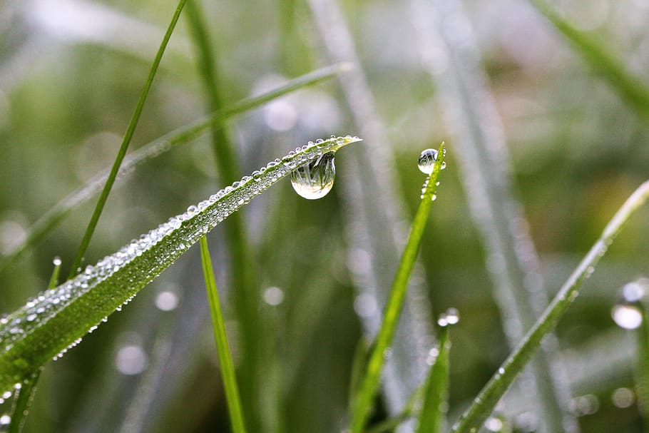 dewdrop, louka, makro, rostlina, pokles, mokré, růst, zelená barva, voda, krása v přírodě, detail, nikdo, Příroda, svěžest, zaměřit se na popředí, rostlinné části, tráva, křehkost, list, zranitelnost, rosa, den, déšť, stéblo trávy, venku, čistota, dešťová kapka, 4K