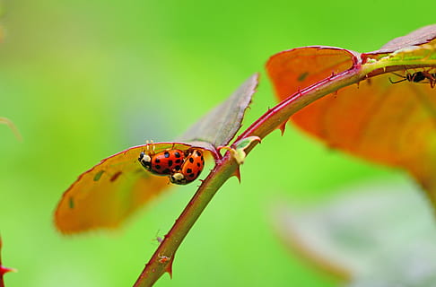 2 signora, acquistare, foglia, bug, insetti, coccinella, insetto, temi animali, invertebrato, fauna selvatica, animale, pianta, avvicinamento, animali allo stato selvatico, bellezza nella natura, natura, gruppo di animali, fiore, nessuno, scarafaggio, concentrarsi sulle conoscenze acquisite, pianta fiorita, parte vegetale, giorno, all'aperto, 5K, CC0, dominio pubblico, privo di copyright