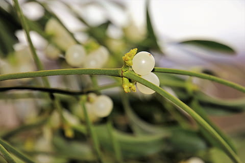mistletoe, sprig, dec, green, the environment, pattern, the leaves of the, plant, nature, decorate, berries, the scenery, seasonal, holidays, celebrate the, holiday, symbol, fresh, at the court of, decoration, desktop, www, close-up, growth, beauty in nature, freshness, fragility, flower, vulnerability, no people, green color, selective focus, flowering plant, day, drop, water, outdoors, focus on foreground, wet, dew, purity, 5K, CC0, public domain, royalty free
