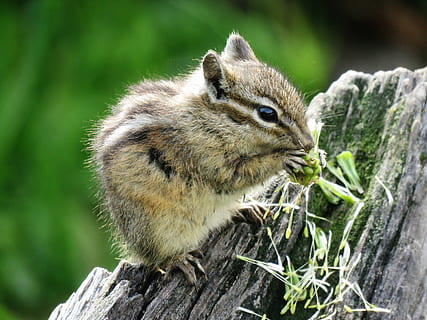roditore, chipmunk, minuscolo, naturale, avvicinamento, natura, escursioni a piedi, fauna selvatica, un animale, animali allo stato selvatico, mammifero, nessuno, vertebrato, legno - materiale, concentrarsi sulle conoscenze acquisite, giorno, albero, all'aperto, scoiattolo, pianta, vista profilo, 4K, CC0, dominio pubblico, privo di copyright