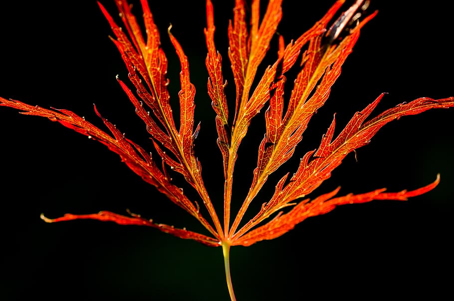 Blatt, Orange, rot, Grün, hinterleuchtet, Hintergrundbeleuchtung, Balken, zerbrechlich, Natur, Sommer-, Garten, Frühling, Linien, Schönheit in der Natur, Nahansicht, Pflanze, Nacht-, keine Leute, Wachstum, schwarzer Hintergrund, draußen, orange Farbe, Pflanzenteil, Studioaufnahme, beleuchtet, Fokus auf den Vordergrund, Ruhe, Blume, Zerbrechlichkeit, blühende Pflanze, 4K