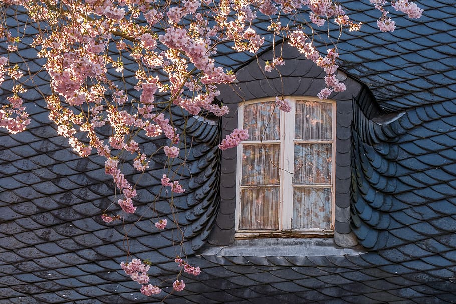 primavera, fiorire, fioritura, finestra, tetto, ardesia, fiore di ciliegio, albero, natura, rosa, ramo, abbaino, vecchio, fiore, pianta fiorita, architettura, fragilità, struttura costruita, pianta, giorno, freschezza, nessuno, esterno dell'edificio, crescita, bellezza nella natura, vulnerabilità, all'aperto, costruzione, modificare, ciliegio, 4K