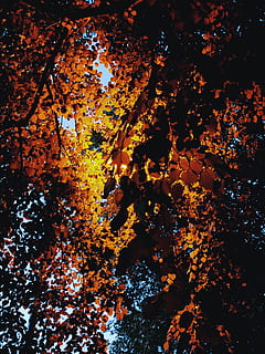 planta, full, arbre, maple, faigs de lamel·la, York, Regne Unit, fulla d'auró, paper, confeti, flor, iris, incendi forestal, foc, bedoll, multitud, erupció, naturalesa, a l'aire lliure, tardor, part de la planta, canvi, cap gent, fulles, bellesa a la natura, color taronja, dia, primer pla, aigua, marc complet, sec, vista d’angle alt, tranquil·litat, condició natural, col·lecció de tardor, 4K, CC0, domini públic, lliure de regalies