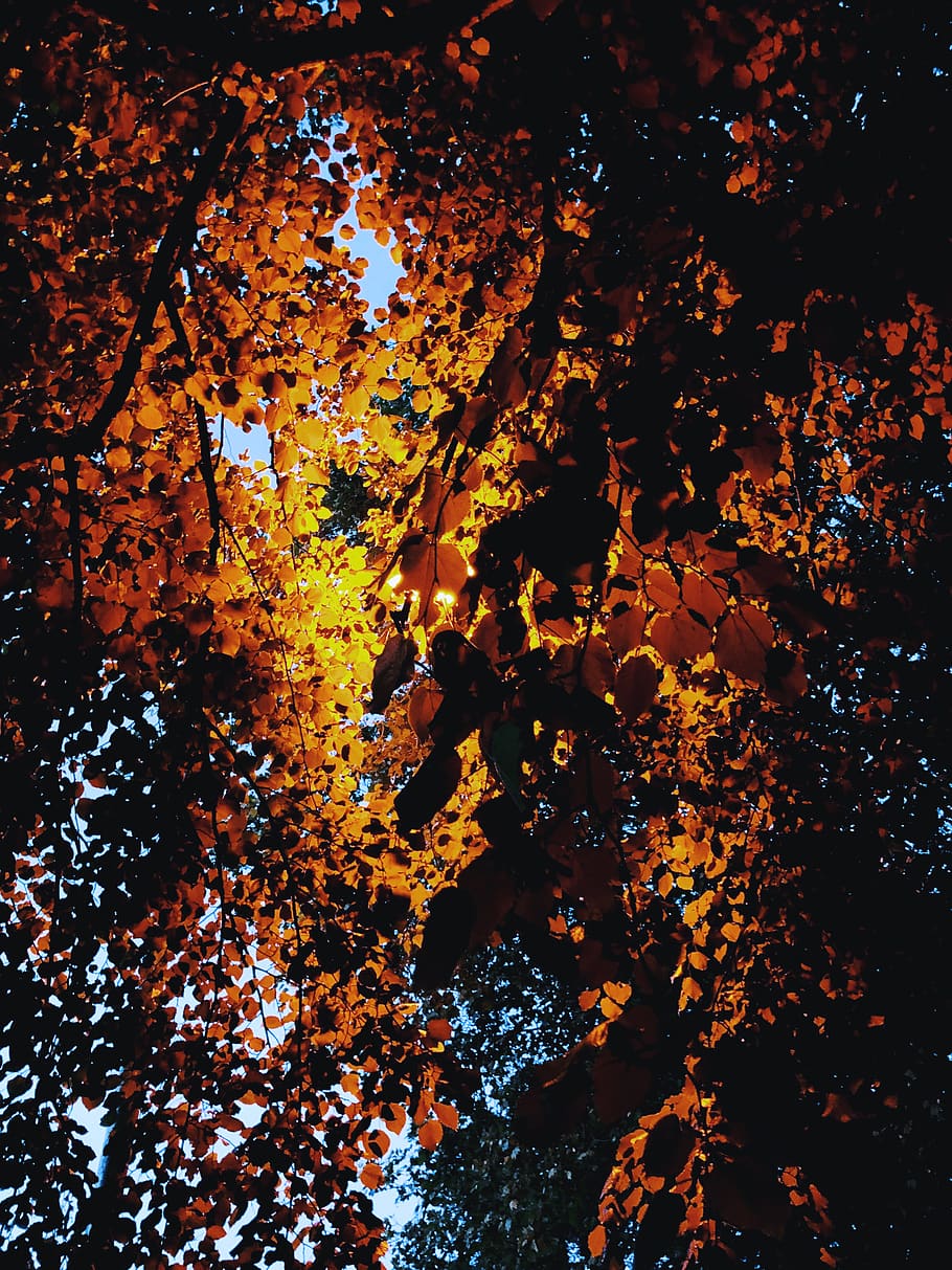 planta, full, arbre, maple, faigs de lamel·la, York, Regne Unit, fulla d'auró, paper, confeti, flor, iris, incendi forestal, foc, bedoll, multitud, erupció, naturalesa, a l'aire lliure, tardor, part de la planta, canvi, cap gent, fulles, bellesa a la natura, color taronja, dia, primer pla, aigua, marc complet, sec, vista d’angle alt, tranquil·litat, condició natural, col·lecció de tardor, 4K
