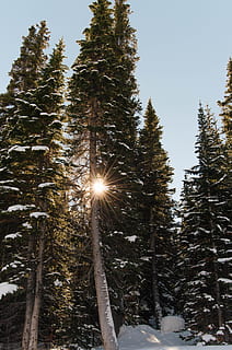 Pino, coperto, la neve, abies, abete, pianta, conifera, pista dei laghi blu, breckenridge, co, luce, bagliore, natura, inverno, abete rosso, montagne, amore, foresta, alberi, lunatico, chiy, sole, albero, cielo, temperatura fredda, bellezza nella natura, luce del sole, raggio di sole, la tranquillità, giorno, Inquadratura dal basso, nessuno, terra, crescita, riflesso lente, all'aperto, luminosa, streaming, albero di conifere, 4K, CC0, dominio pubblico, privo di copyright