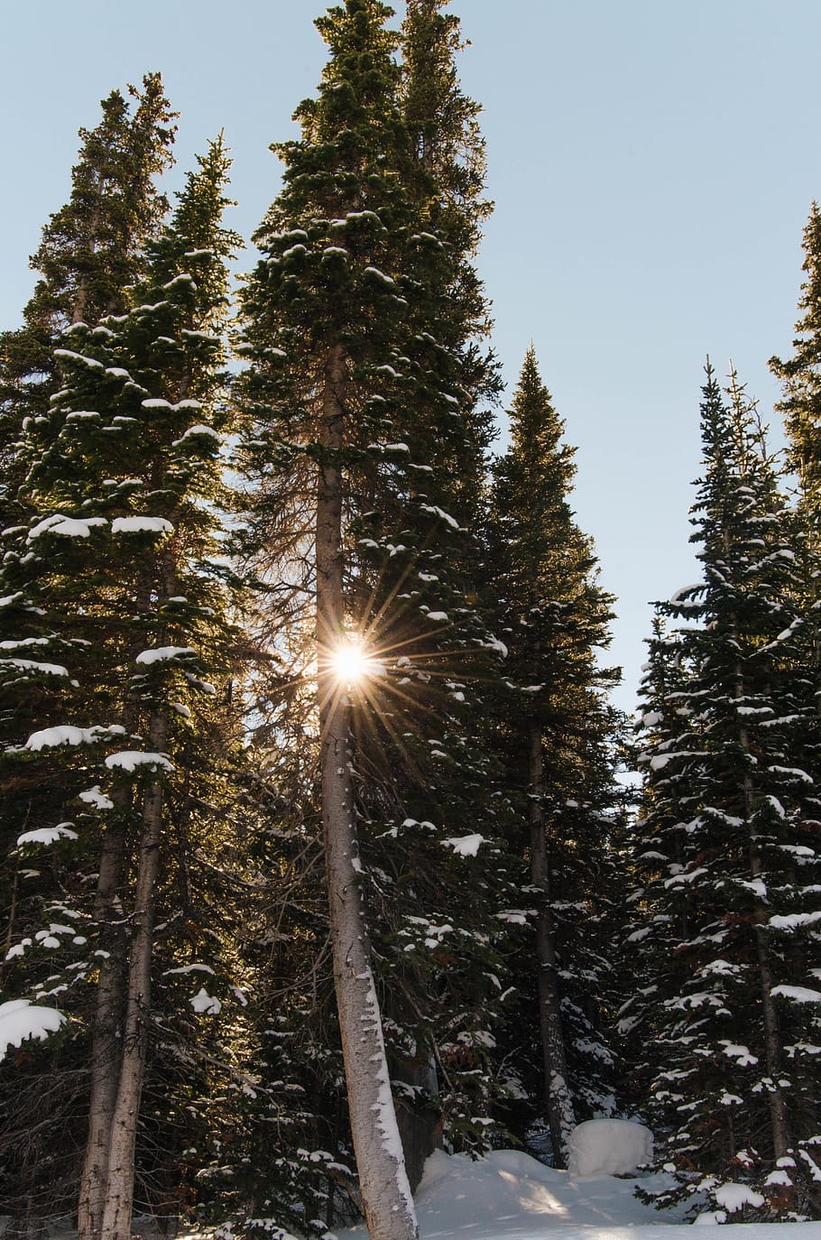 fyrretræ, dækket, sne, abies, gran, plante, nåletræ, blå søer trail, breckenridge, co, lys, flare, natur, vinter, bjerge, kærlighed, Skov, træer, humørsyg, chiy, sol, træ, himmel, kold temperatur, skønhed i naturen, sollys, solstråle, ro, dag, lav vinkel visning, ingen mennesker, jord, vækst, linseflare, udendørs, lyse, streaming, 4K