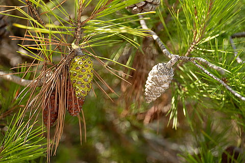 provence, pinecone, medis, augalų, augimą, grožis gamtoje, pobūdį, Iš arti, sutelkti dėmesį į naujas žinias, pušies, žalia spalva, dieną, nėra žmonių, spygliuočių medis, ramybė, filialas, pinaceae, lauke, pušies kūgis, adatos augalų dalis, žemės, 5K, CC0, Viešasis domenas, nemokamai