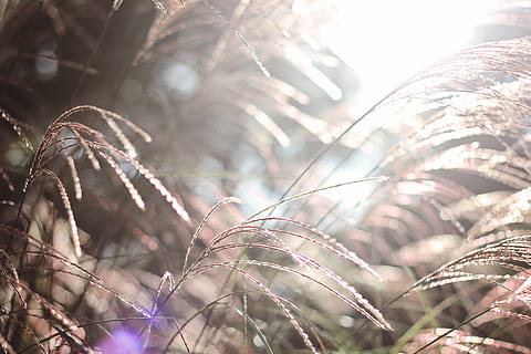Weizen, Wind, Bokeh, Natur, Korn, draußen, hell, sonnig, Leck, Lichtleck, Pflanze, Wachstum, Sonnenlicht, selektiver Fokus, Tag, Schönheit in der Natur, Nahansicht, Baum, Fokus auf den Vordergrund, keine Leute, Ruhe, Ast, Linseneffekt, Land, Blatt, Pflanzenteil, Flachwinkelansicht, 5K, CC0, gemeinfrei, lizenzfrei