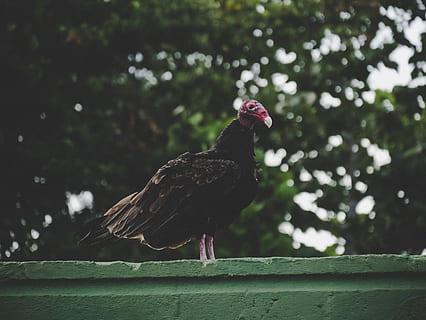 Cuba, deficiente, uccello, animale, temi animali, un animale, vertebrato, giorno, natura, animali allo stato selvatico, concentrarsi sulle conoscenze acquisite, fauna selvatica, appollaiati, pianta, nessuno, albero, all'aperto, legno - materiale, lunghezza intera, barriera, confine, avvicinamento, 4K, CC0, dominio pubblico, privo di copyright