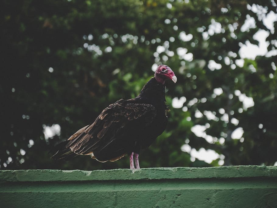 Cuba, deficiente, uccello, animale, temi animali, un animale, vertebrato, giorno, natura, animali allo stato selvatico, concentrarsi sulle conoscenze acquisite, fauna selvatica, appollaiati, pianta, nessuno, albero, all'aperto, legno - materiale, lunghezza intera, barriera, confine, avvicinamento, 4K