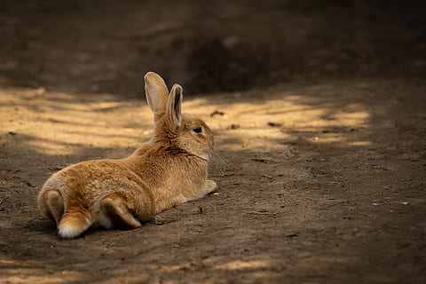 dyr, hare, kanin, påske, søt, dyr verden, pattedyr, ører, bunny, gård, landlig, liten, Augen, morsom, utsikt, pels, dyre temaer, ett dyr, dyreliv, dyr i naturen, land, virveldyr, felt, kanin - dyr, ingen folk, avslapning, natur, hvile, selektiv fokusering, dag, ligger ned, husdyr, brun, kjæledyr, planteetende, 5K, CC0, offentlig domene, opphavsrett gratis