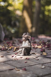 selektiv, fokus fotografering, brow ape, sitter, mursteinbelegg, ape, blad, blader, sti, nærbilde, dybdeskarphet, skog, dyreliv, dyr, kjæledyr, dyrehage, indonesia, bali, Ubud, forrest, babymonkey, macaque, pattedyr, natur, søt, primat, utendørs, liten, tre, Asia, dyr i naturen, ser, pels, menneskelig ansikt, spiser, ungt dyr, park - mann gjort plass, 5K, CC0, offentlig domene, opphavsrett gratis