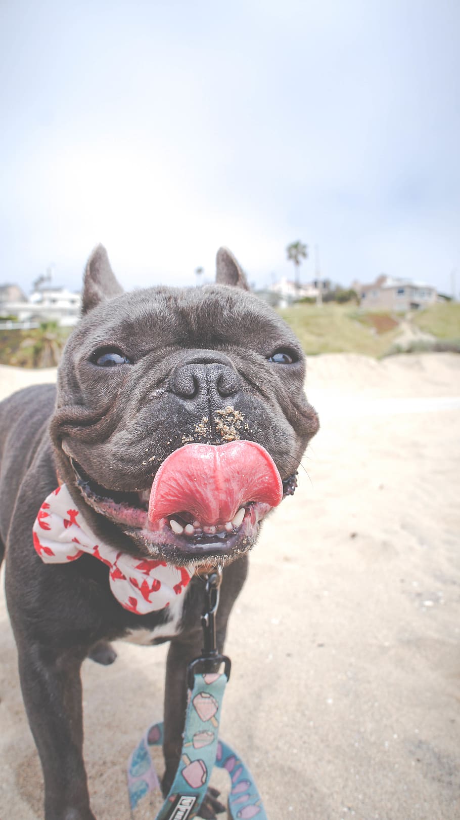 gos negre, bulldog francès, gos, mamífer, caní, mascota, animal, bulldog, playa del rey, Els angels, Estats Units, pitbull, bonic, sorra, corbatí, Califòrnia, habitatge, edifici, casa, casa de camp, boxejador, temes d'animals, animals domèstics, nacional, mascotes, un animal, centrar-se en primer pla, vertebrats, treure la llengua, dia, cap gent, naturalesa, primer pla, terra, llum solar, boca, cel, boca oberta, llengua animal, petit, cap d’animals, boca d’animals, panteixant, 4K