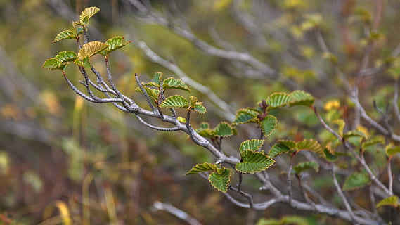 Blatt, Baum, Tundra, Pflanze, Wachstum, Natur, Fokus auf den Vordergrund, keine Leute, Nahansicht, Schönheit in der Natur, Tag, Ast, grüne Farbe, Pflanzenteil, selektiver Fokus, draußen, Land, Zweig, Botanik, Ruhe, Umgebung, Nadelbaum, 2K, CC0, gemeinfrei, lizenzfrei