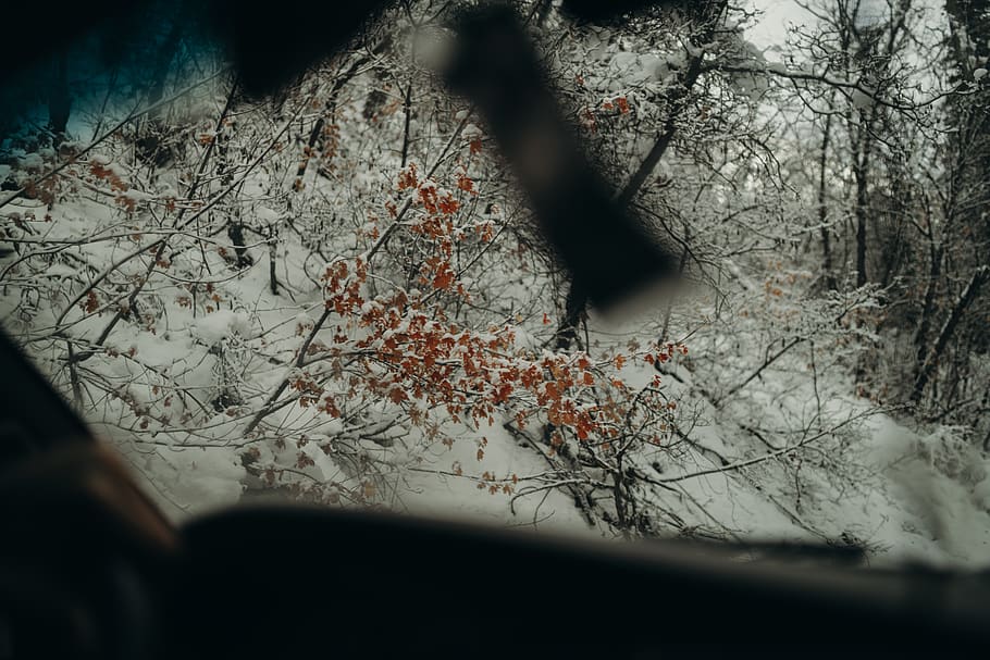 alberi, coperto, la neve, pianta, natura, albero, all'aperto, buco, tempesta, inverno, specchio, tempo metereologico, specchio per auto, scenario, pozzanghera, merlo, Agelaius, animale, uccello, bufera di neve, cardinale, tronco d'albero, modo di trasporto, auto, ramo, veicolo a motore, nessuno, albero nudo, vetro - materiale, veicolo terrestre, mezzi di trasporto, parabrezza, interno del veicolo, interno auto, in casa, messa a fuoco selettiva, finestra, foresta, 8K